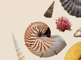 Molluscs