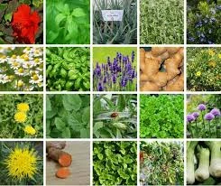 Medicinal Plants
