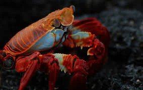 Other crustaceans