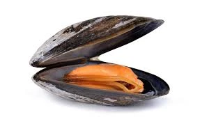 Mussels