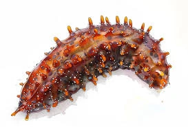 Sea cucumbers