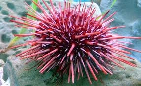 Sea urchins