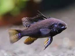 Live Fish