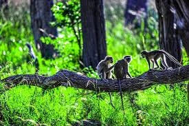 OTHER LIVE ANIMALS