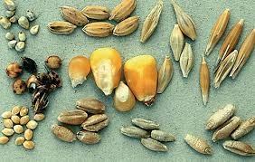 Cereal Straw and Husks