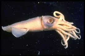 Cuttle fish and squid